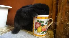 Orphaned baby rabbit drinks milk from mug