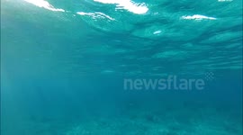 Spearfishing for parrot fish until this barracuda came along...