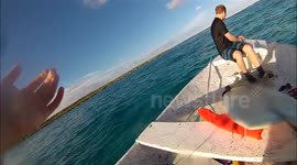 Barracuda steals parrotfish from spear fisher