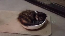 Kitten playing in a bowl