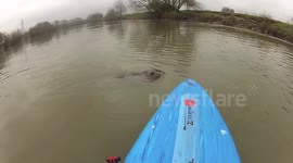 Seal greets paddleboarder on the River Severn