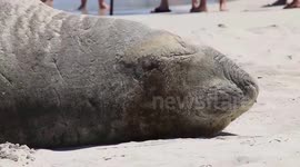 Elephant Seal 2014-02-21 - Perth, Australia