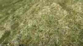 Rolling in the Sheep