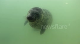 Underwater seals