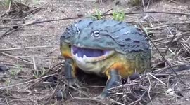African Bullfrog Bites Tour Guide in Namibia