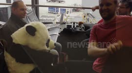 Giant Panda in Hand Luggage