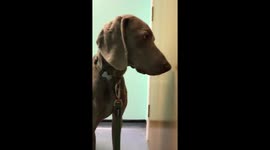 Dog a bit worse for wear after eating cannabis 'joint' while out walking