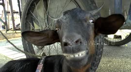 Newsflare Edit - Pet goat gets a treat as it accompanies its owner to work