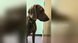 Newsflare Edit - ???????????? not everyday ur dogs stoned cos he ate a joint while out his walk and gets taken to doggy hospital ahahahhah https://t.co/rB3oEInLpU