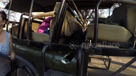 Video shows damage to safari truck after elephant charged at it