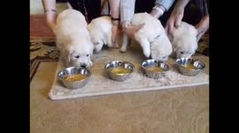 27 day old Golden Retriever pups solid food time - ready steady GO