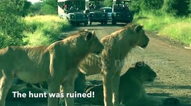 First morning in Kruger 2017