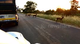 Follow up on Kruger trip
