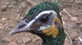 Colorful Peacock follows the camera closely