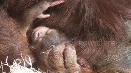 Cute baby orangutan born at UK zoo