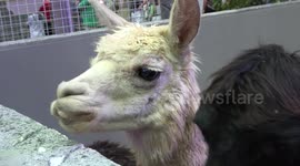 Tame animals on show. Fancy an unusual pet?