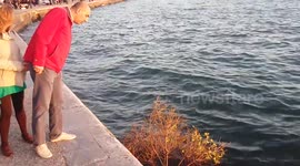 Tree Grows in Sea - April Fools' Joke