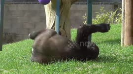 Gorilla youngster rolls down slope in Twycross zoo
