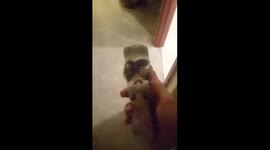 The Attack of the Easter Bunny