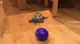 Newsflare Edit - Pet tortoise erratically chases new ball across living room