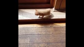 Ginger kittens playing