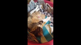 Kenny checks out the kittens
