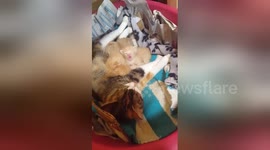 Newsflare Edit - Kenny checks out the kittens