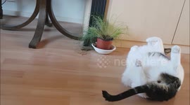 haarbal lui cat