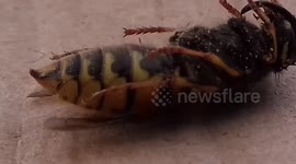 Live Wasp up close came in the window