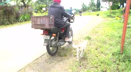 Rescue dog won't let owner leave the house