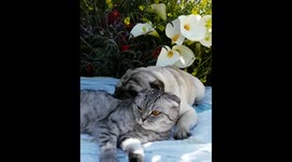 Pug and Cat: springtime/easter