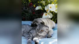 Newsflare Edit - Pug and Cat: springtime/easter