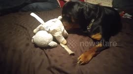 Stuffie vs Dog