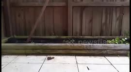 Puppy discovers digging in the dirt for the first time!