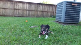 Crazy Afternoon Zoomies with Ollie the Puppy