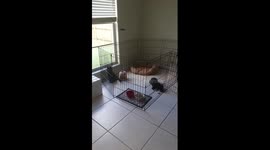 Puppy meets the cat - herding instincts are fun!