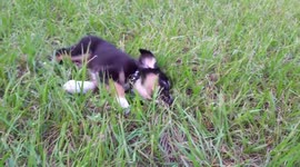 Puppy Excited Because of New Toy