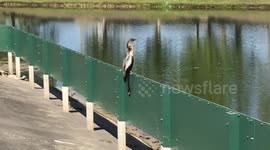 Defiant Bird