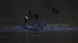 Moorhen Fight In St James Park