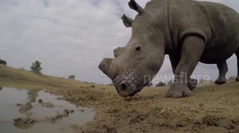 Rhino smells Gopro camera in South Africa