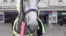Police horse loves Blackpool rock