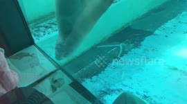 Seal 'judges' kids' drawings at Amsterdam zoo