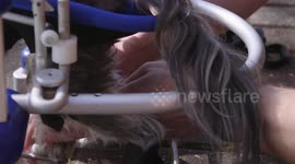 Paralysed dog is back on his paws thanks to state-of-the-art wheelchair