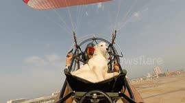 Man takes dog for a paramotor flight in Saudi Arabia