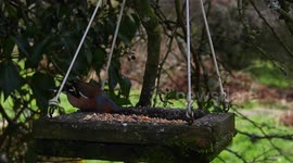 Is Our garden and woodland birds under threat from bird flu