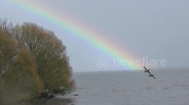 Just some ducks flying through a rainbow