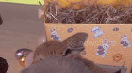 Easter Bunnies in a Basket