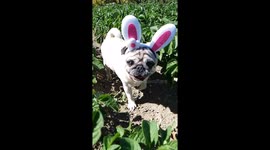 'Pugs Bunny' the Easter pug parades in garden