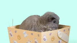Baby Bunny in it's Easter Box