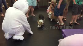 Corgis attempt to herd the Easter Bunny